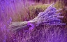 Аватар пользователя - aina