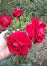 Аватар пользователя - IgMikh