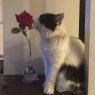 Аватар пользователя - Rosellina