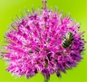 Аватар пользователя - GarliC