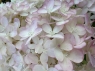 Аватар пользователя - Primavera_2009