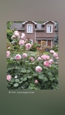 Аватар пользователя - Tzvety_Moi