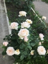 Аватар пользователя - Pastel-2
