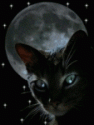 Аватар пользователя - BlackCat