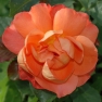 Аватар пользователя - colors-of-flowers