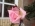 rosadrenalin rosadrenalin