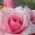 Lisiza_12 Lisiza_12