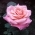 AnnaAS AnnaAS