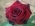 Olena82 Olena82