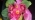 natulya_brus natulya_brus