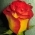 Dieli2605 Dieli2605