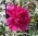 FairyRose FairyRose