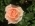 Blond0904 Blond0904