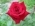 Rosette Rosette