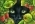 VictoryCat VictoryCat