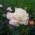 Natka_777 Natka_777