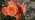 Rose1988 Rose1988