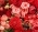 Pershina_n70 Pershina_n70