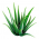 Aloe Aloe
