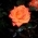 Anna_Anuta Anna_Anuta