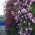 cherry2172 cherry2172