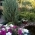 Clivia Clivia