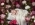 dinylia7303 dinylia7303