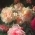 Natalia_Lyubimtseva Natalia_Lyubimtseva