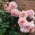 flowers-gardens flowers-gardens