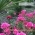 annete_garden annete_garden
