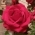 Pink Pink