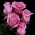 Begonia Begonia