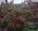 Muza_97 Muza_97