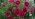 FEYAROSE2979 FEYAROSE2979