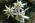 edelweiss edelweiss