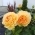 Camomile_valya Camomile_valya