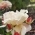 karointhegarden karointhegarden