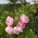 Irine_rb Irine_rb