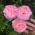 Mouse1234 Mouse1234