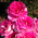 15_sentiabria 15_sentiabria