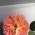 Olga001 Olga001
