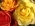 Rachel_Grin Rachel_Grin