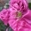 Ann_rosarian Ann_rosarian