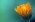 Marigold Marigold