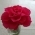 rosmary rosmary