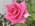 Rosejapan Rosejapan