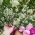 elvira_garden elvira_garden