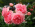 rosemagic rosemagic