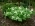 Wild_lily Wild_lily