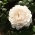 Rosesmoroses Rosesmoroses